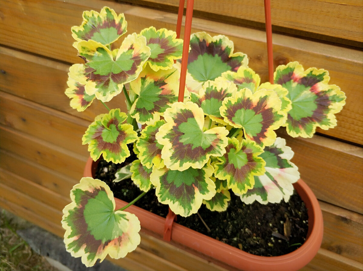 Вот здесь Mrs Pollock в полном боевом раскрасе! 