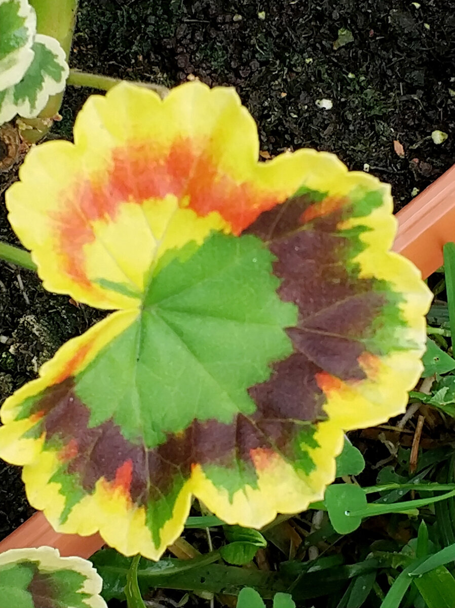 Яркий желтый и красный цвета говорят о том, что растению хватает света. 