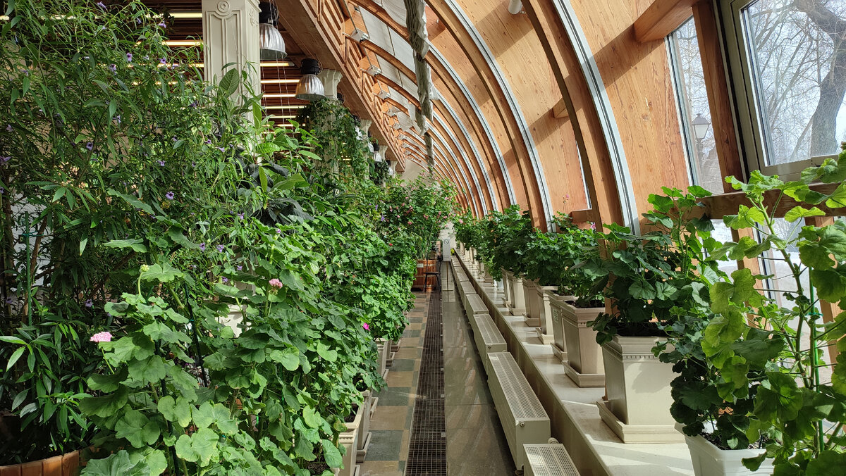 Оранжерея. Царицыно. Москва