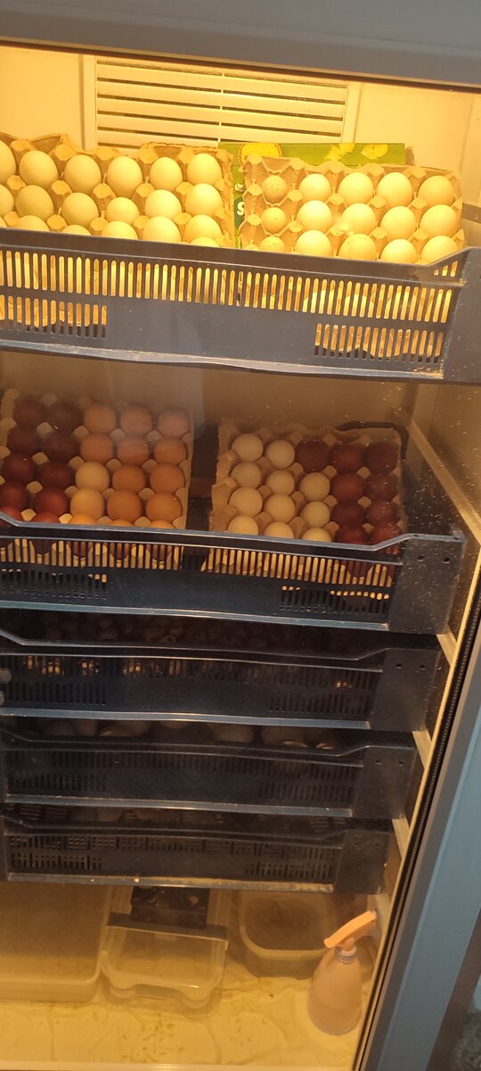 Внизу те яйца что скоро должны вывестись и яйца перепелов. 