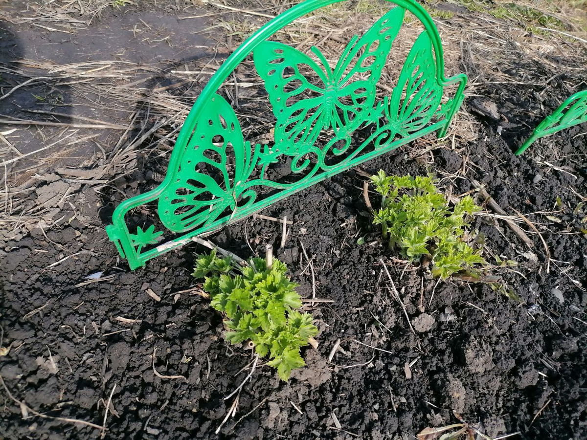 Дельфиниумы на 2 мая, 2024, Сибирь, фото автора