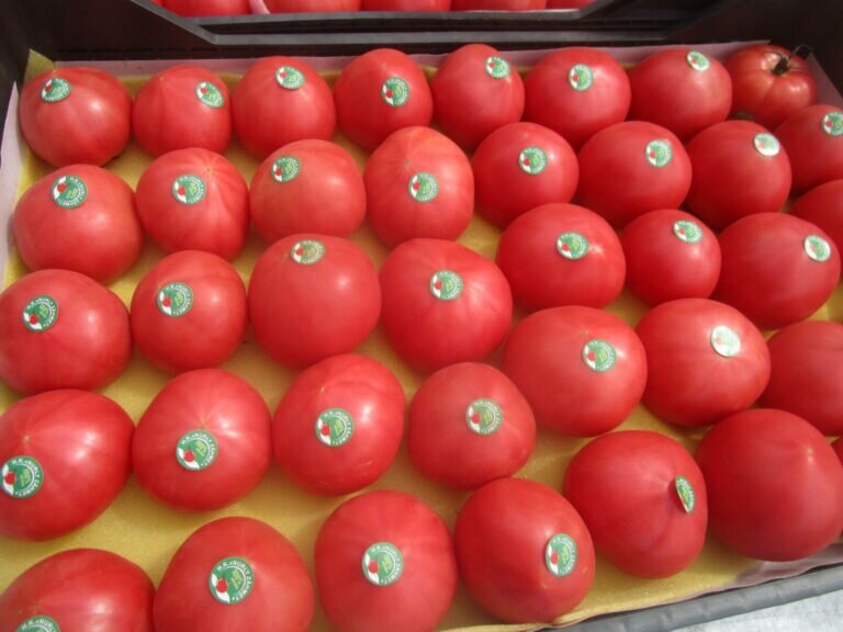    В Оренбуржье в 19 тоннах туркменских помидоров обнаружили вредный организм Кристина Просвиркина