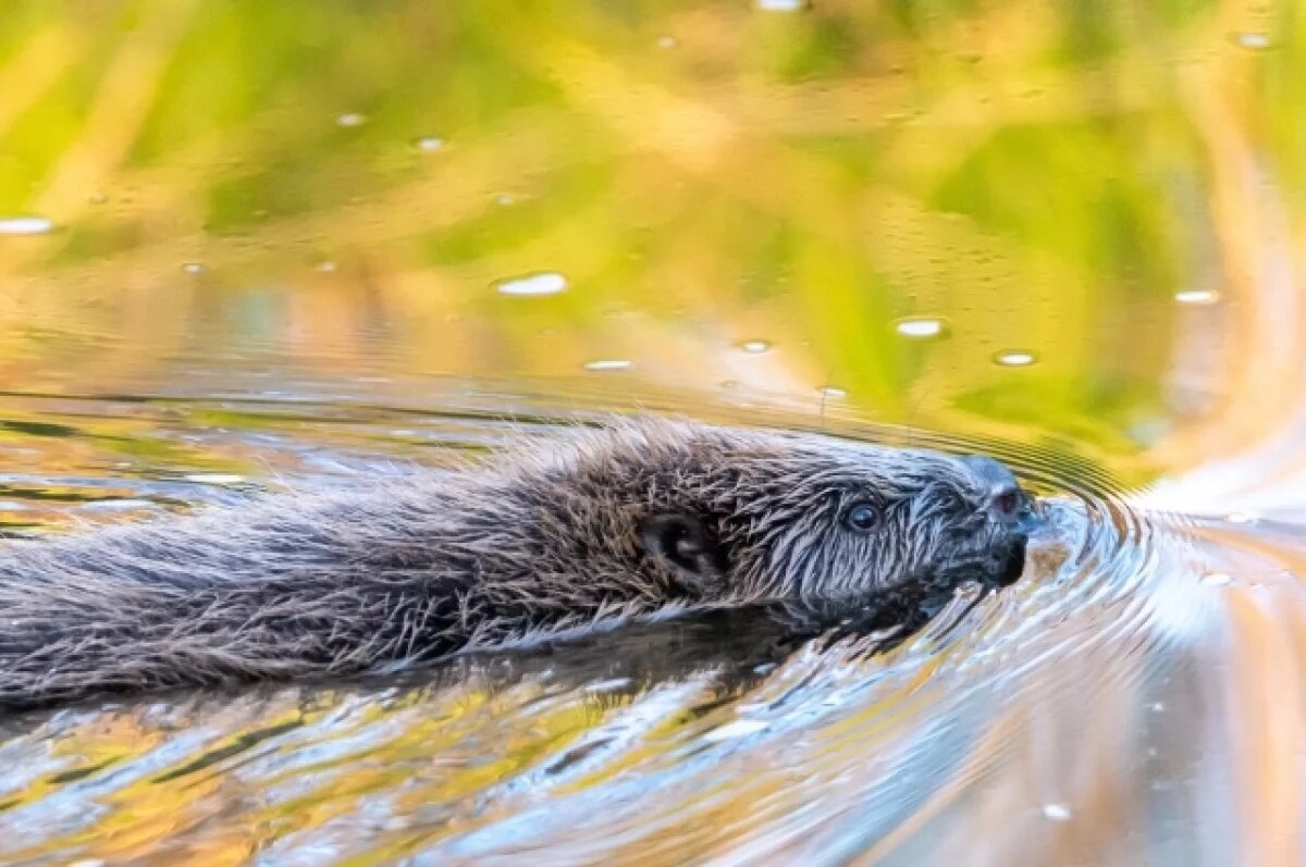    Бобра поймали и отвезли в район реки Шаркан