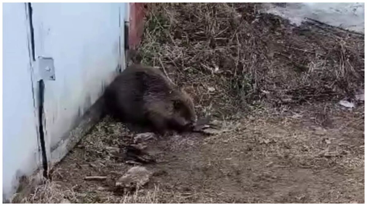     Источник: скриншот видео/минприроды УР