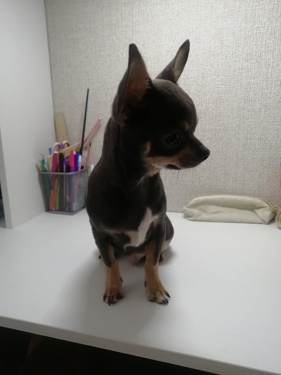 Виновник перепуга.