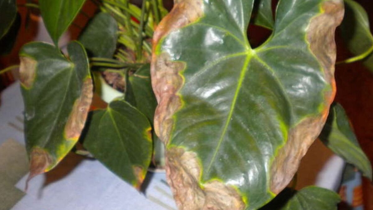 Сохнут листья мужского счастья при ошибках в уходе