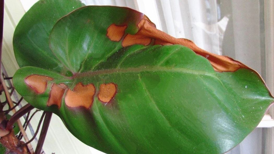 Пластина листа искривляется и теряет свой внешний вид