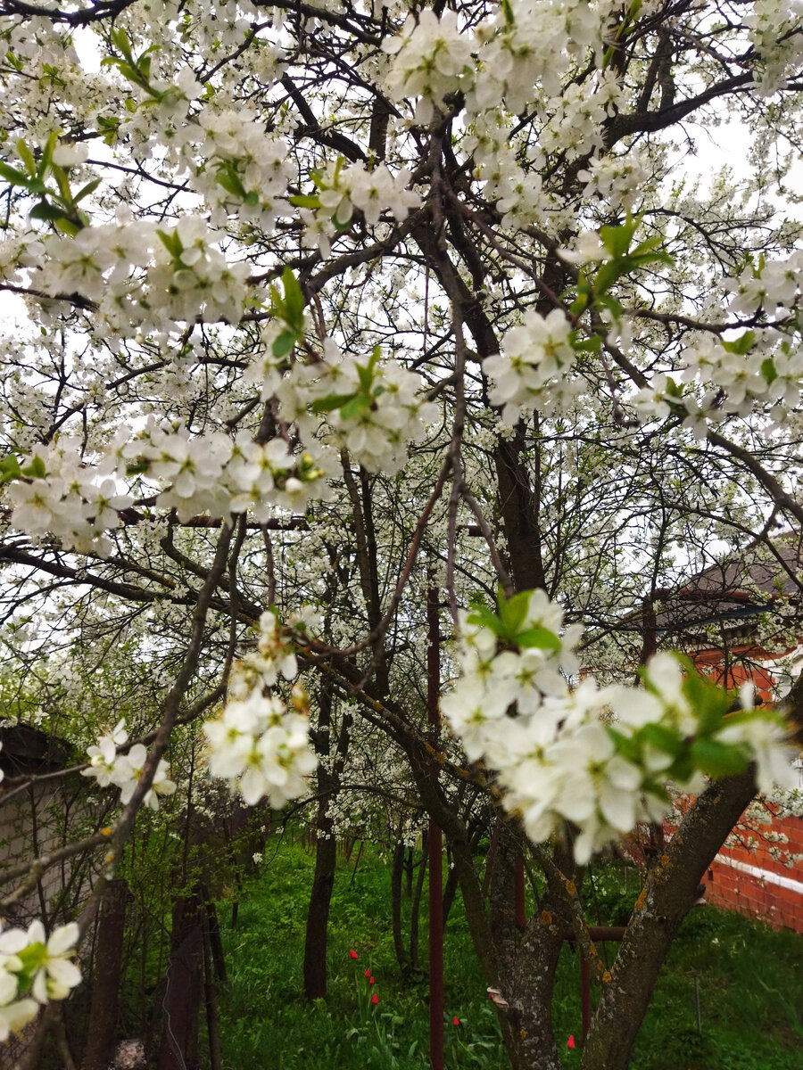 Вишня зацвела