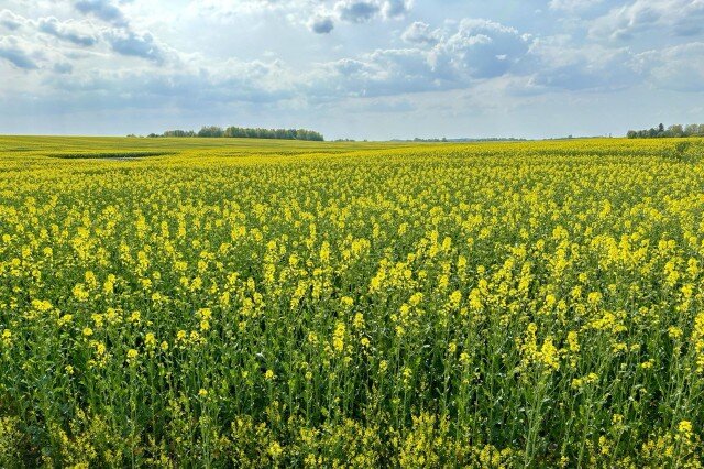   Фото: Калининград.Ru