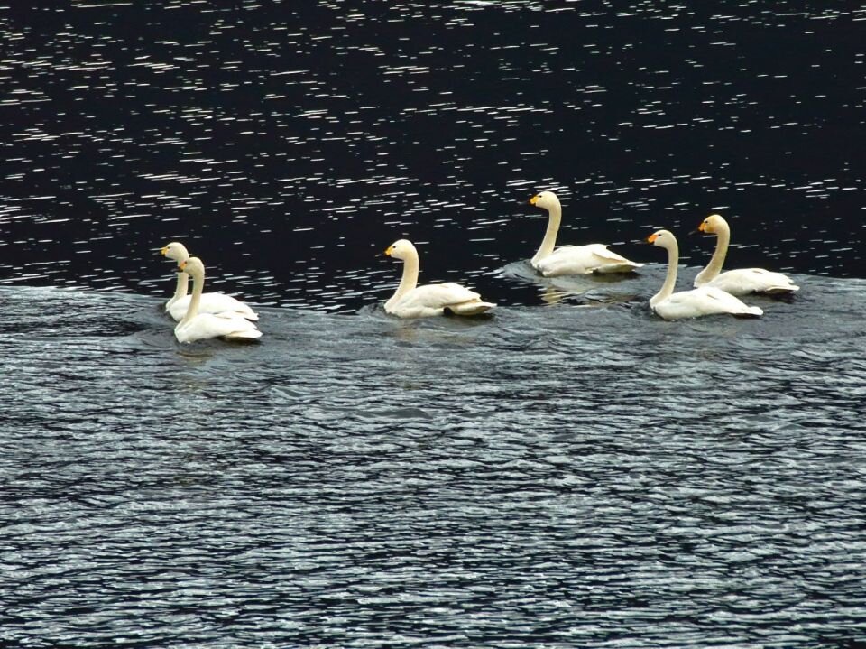    Лебеди на о. Телецкое. Источник: Роман Воробьёв, Татьяна Клименко
