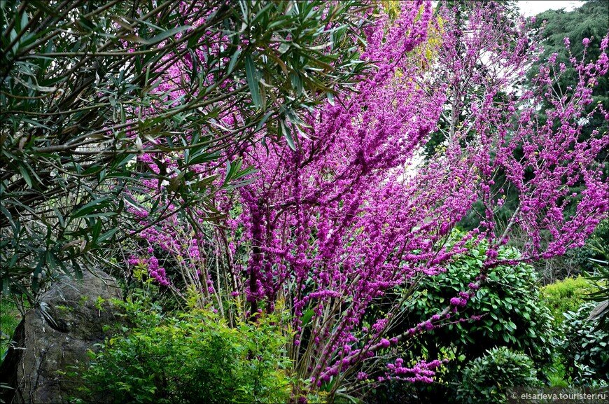 В это время буйно цветет багряник, поражая чрезвычайной яркостью цветов... © Елена Сариева