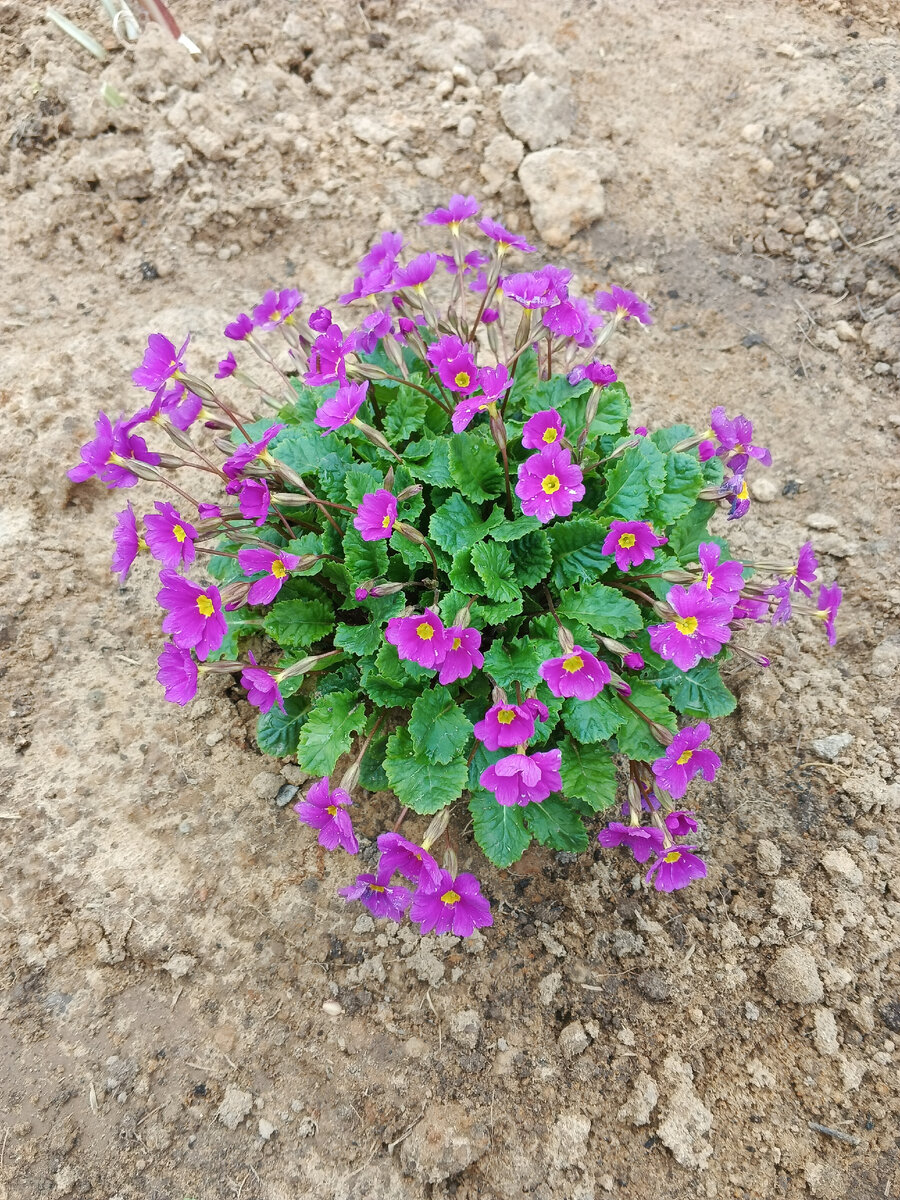 Утренняя красота. 