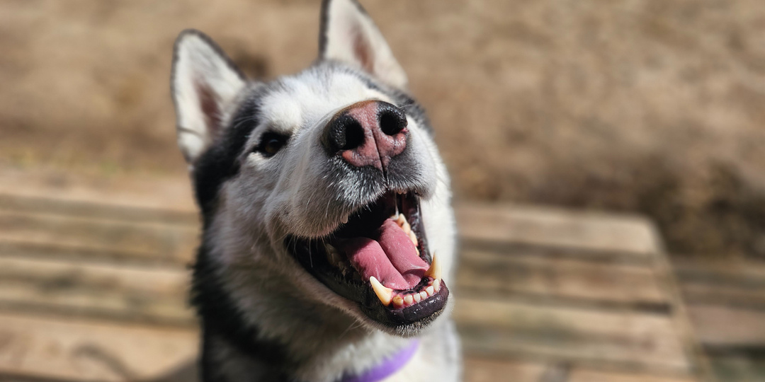 Хаски без хвоста с историей, достойной экранизации...
