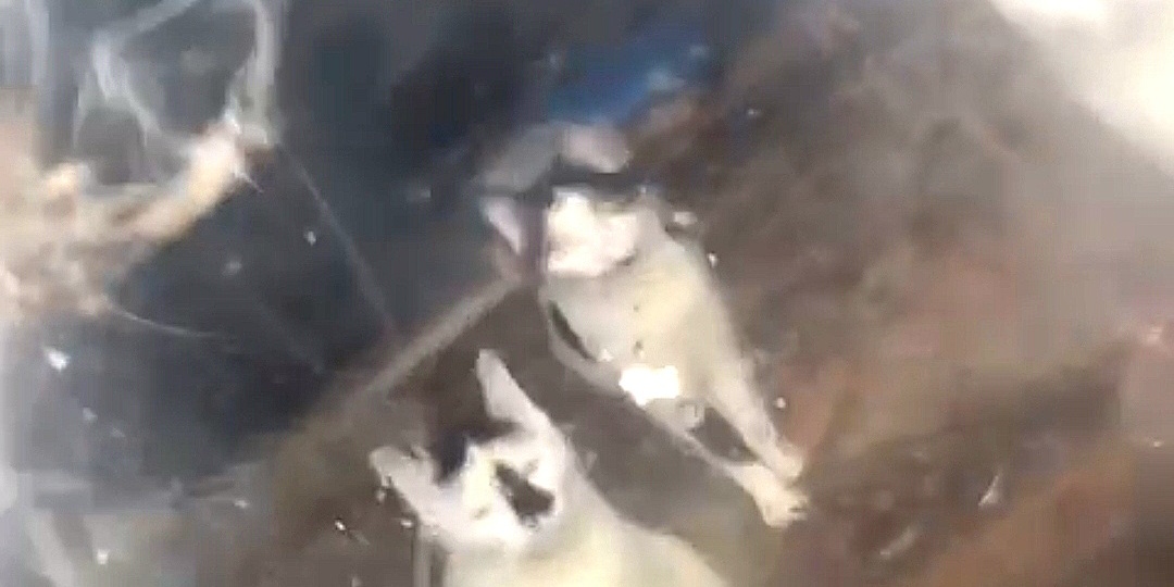 Пять кошек за стеклом в запертой комнате. Спасали как могли!