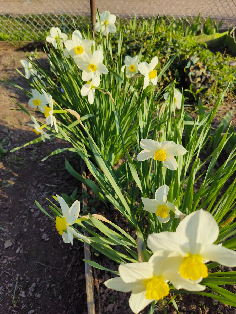 Фото автора. Наши нарциссы