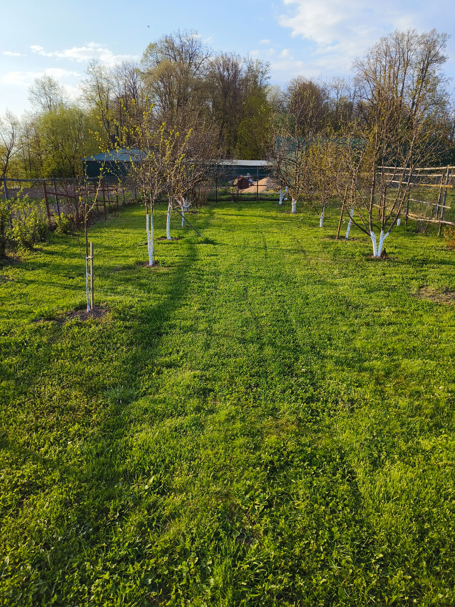 Фото автора. Сад после стрижки