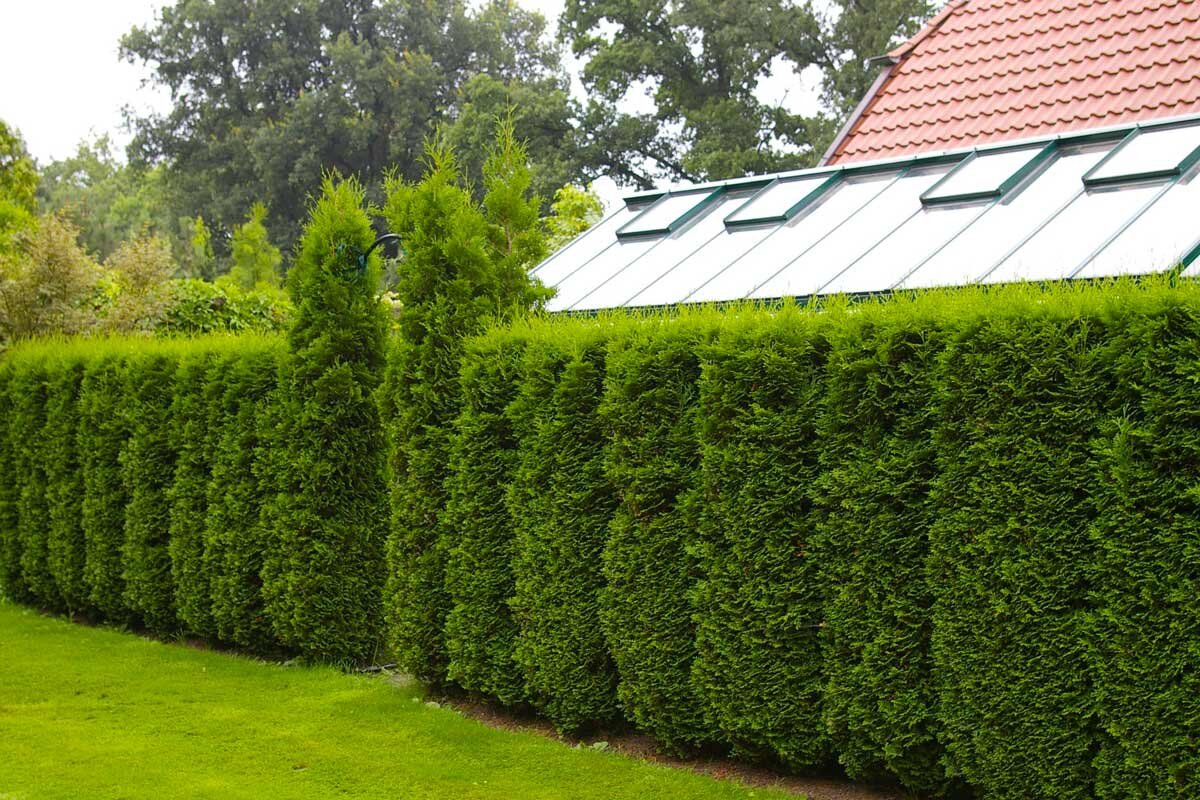 Живая изгородь из туи