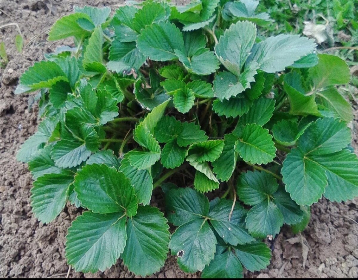 Земляника искушение. Во сне зацвела клубника. К чему снится куст клубники. К чему снится куст клубники. Земляника садовая кустик.