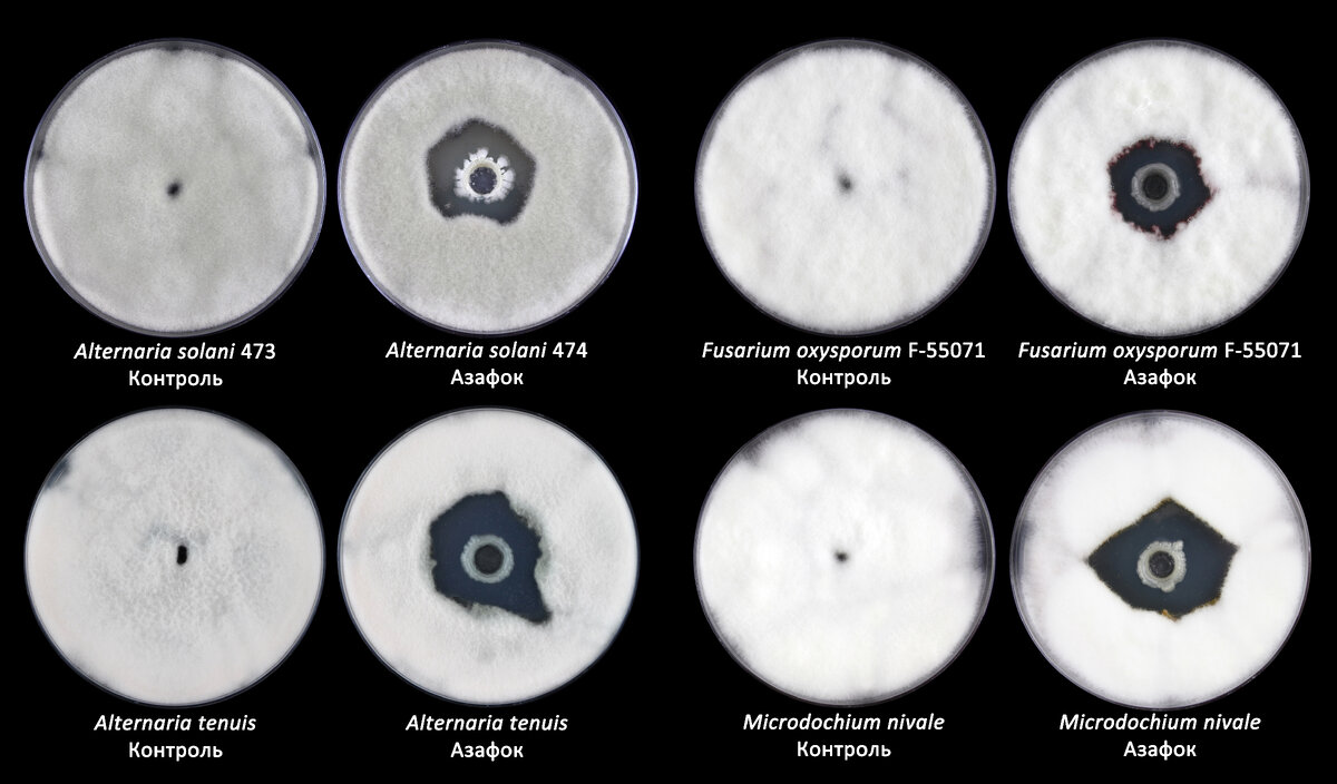 Антагонистическая активность Азафок в отношении некоторых фитопатогенных грибов (чашки Петри). Сектор микробиологических исследований АО «Щелково Агрохим»