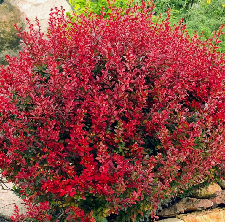 Фото процитировано с сайта: isidapark.ru