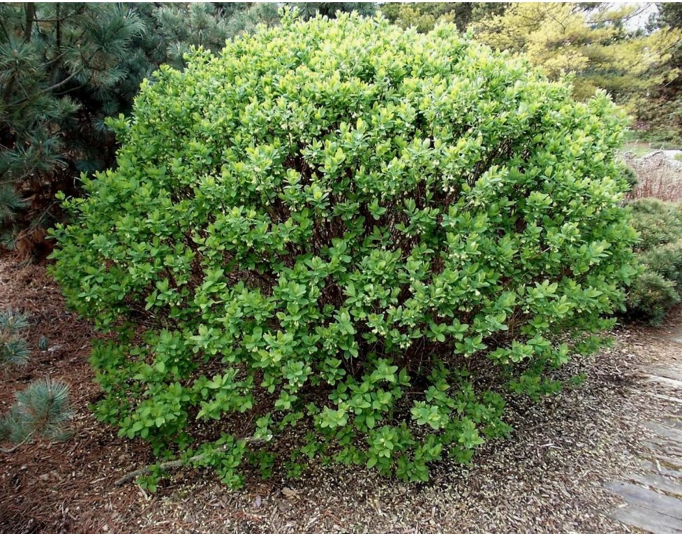 Фото процитировано с сайта: pokayadoma.ru