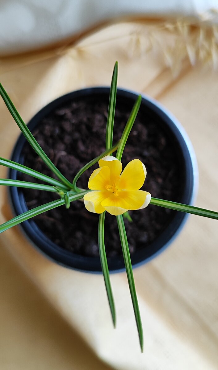 Жёлтый крокус  💛 Скромно - один цветочек)) 