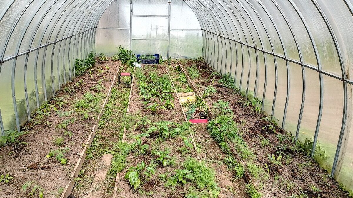 В первую неделю теплицу засадила. Без вариантов, все равно вся рассада хранилась здесь