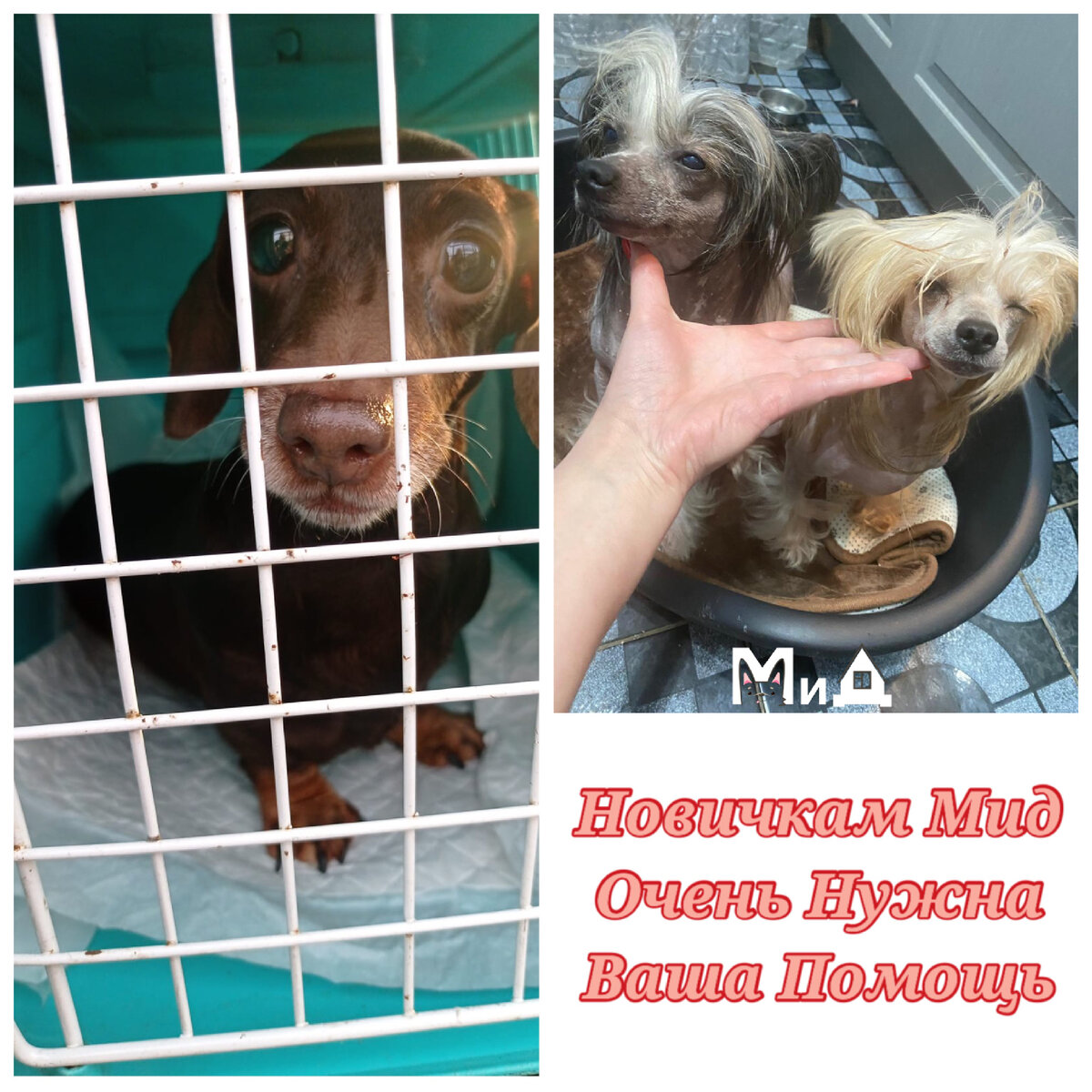 Этим крошкам очень нужна помощь 🙏🏻❤️‍🩹