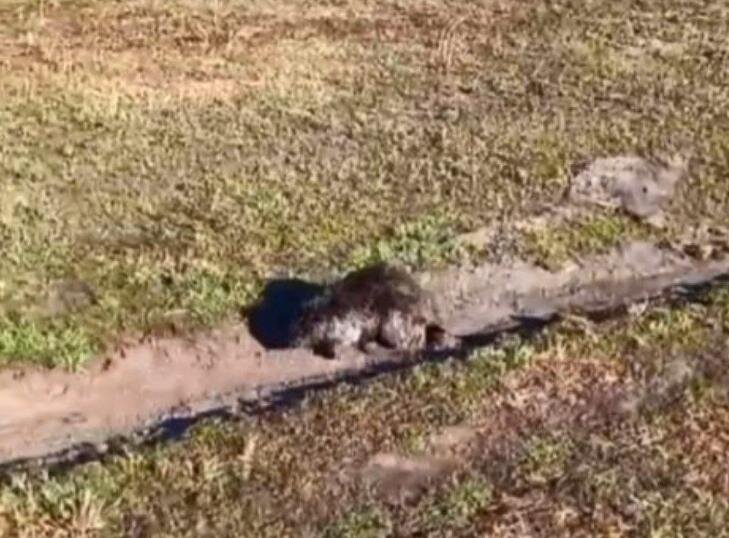    Скриншот видео из газеты «Новая жизнь»