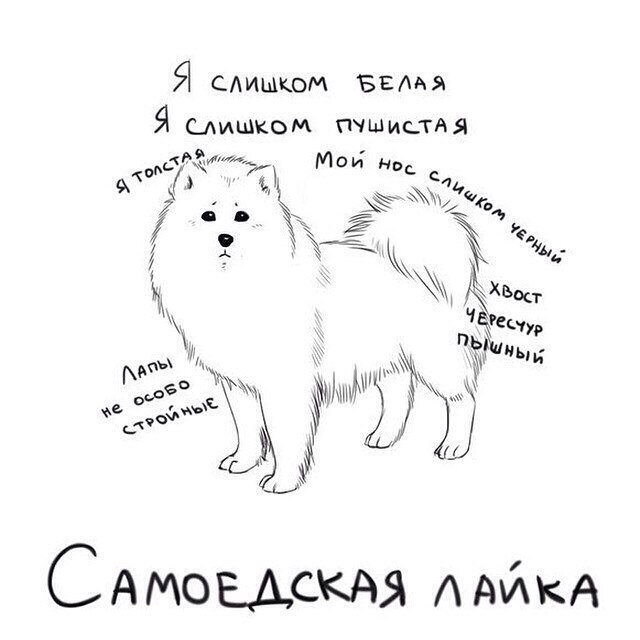 Самоедская лайка)