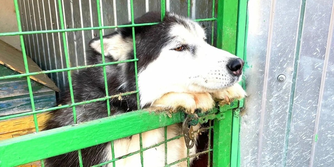 Все еще ждет, чтобы его собачье сердце снова забилось от радости!