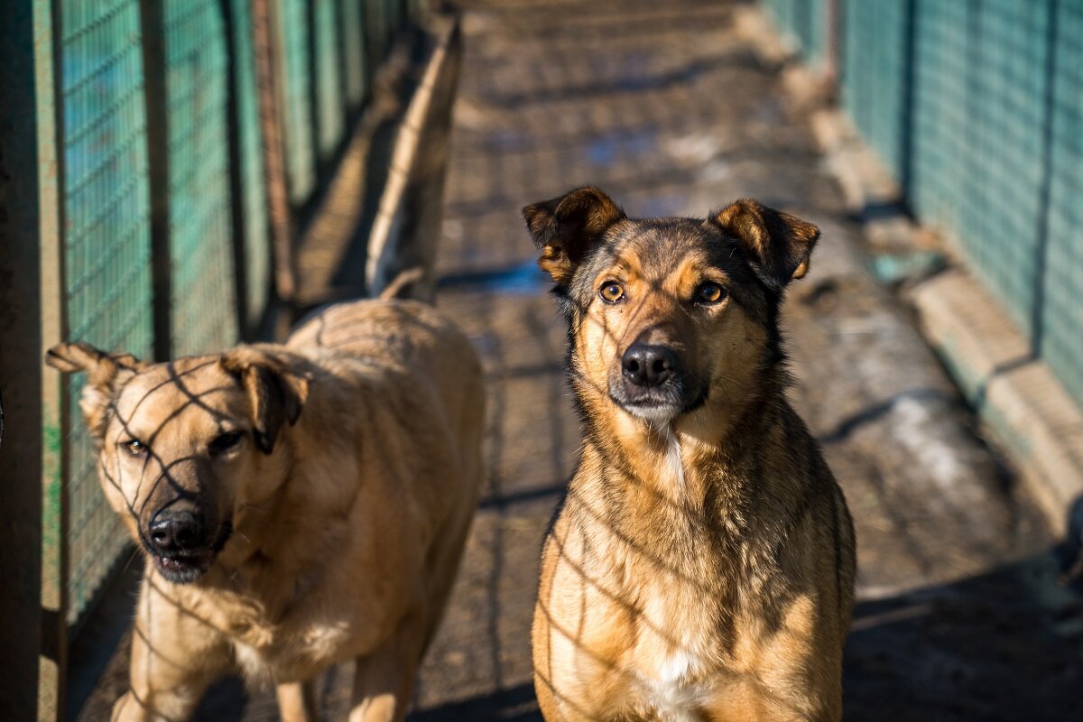    Фото: Александр Плонский / "ВиЖ"
