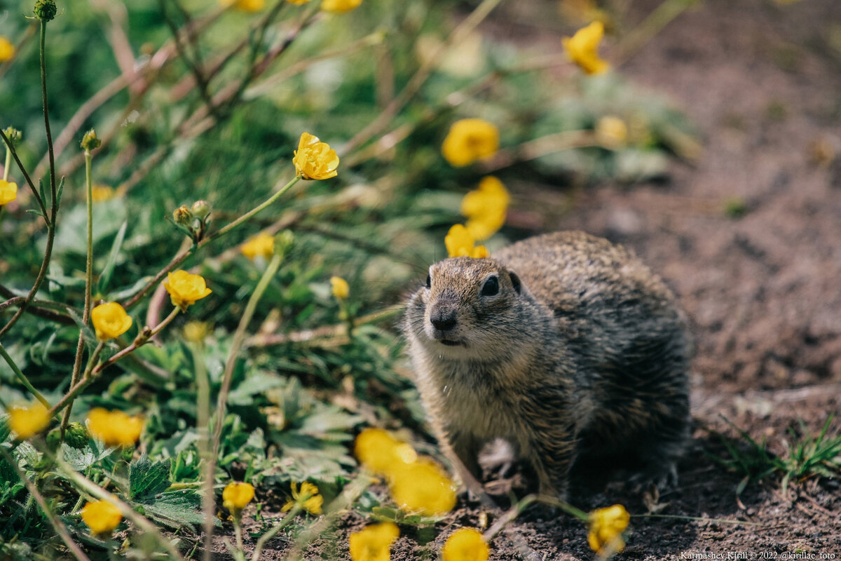 Суслики и лютики - главная достопримечательность в июне 