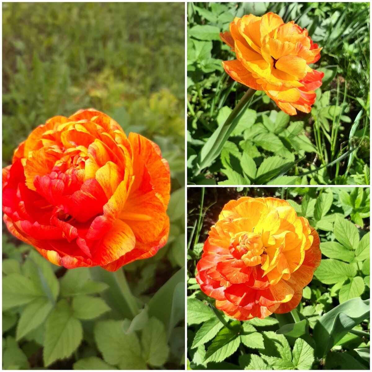 фотоколлаж Елены