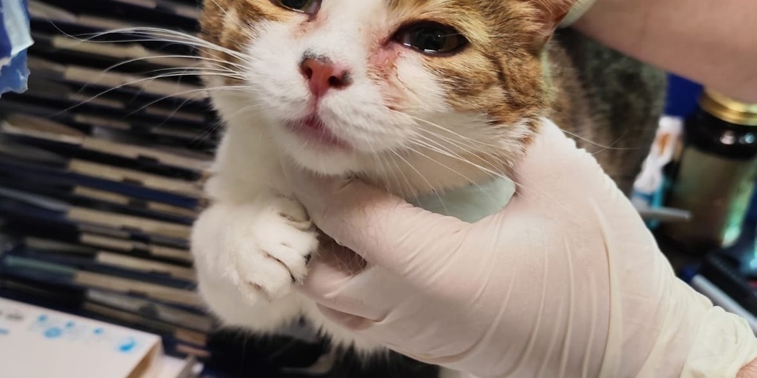 Беззащитная кошечка жила на улице...