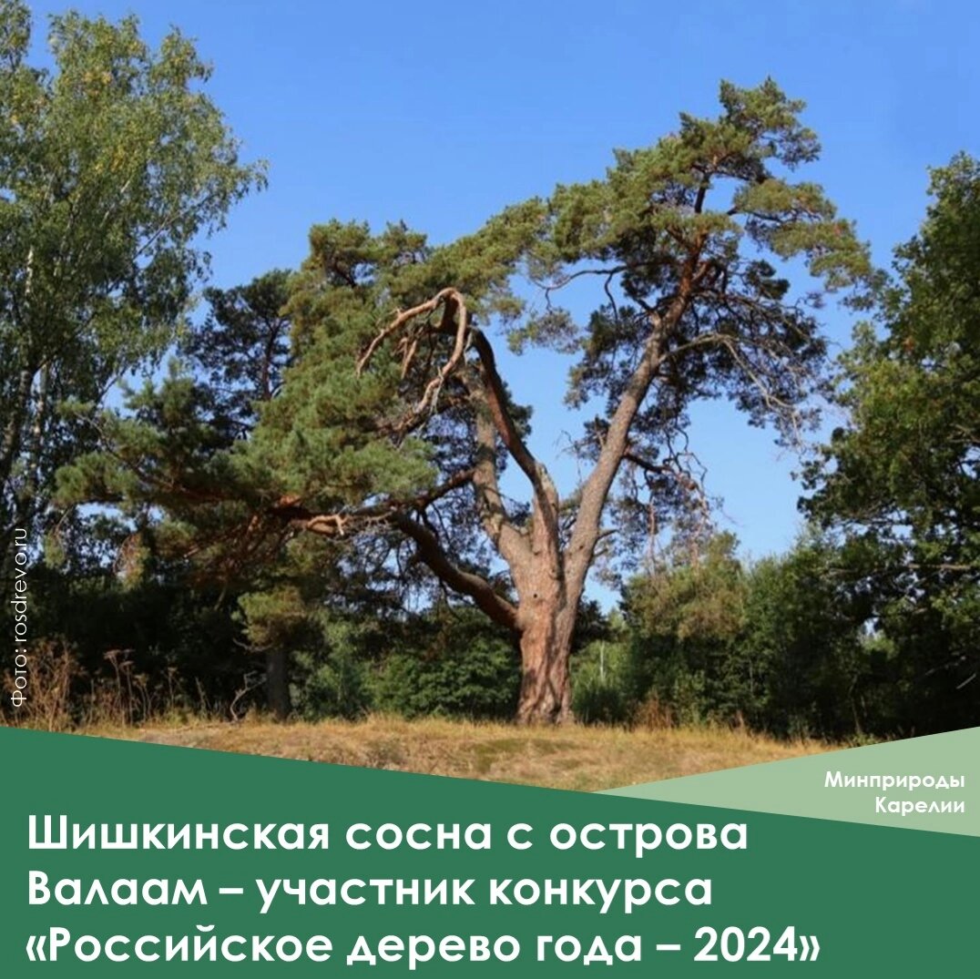 фото: Шишкинская сосна, взято  из ВКонтакте, паблик Минприроды Карелии, https://vk.com/wall-201336764_12109