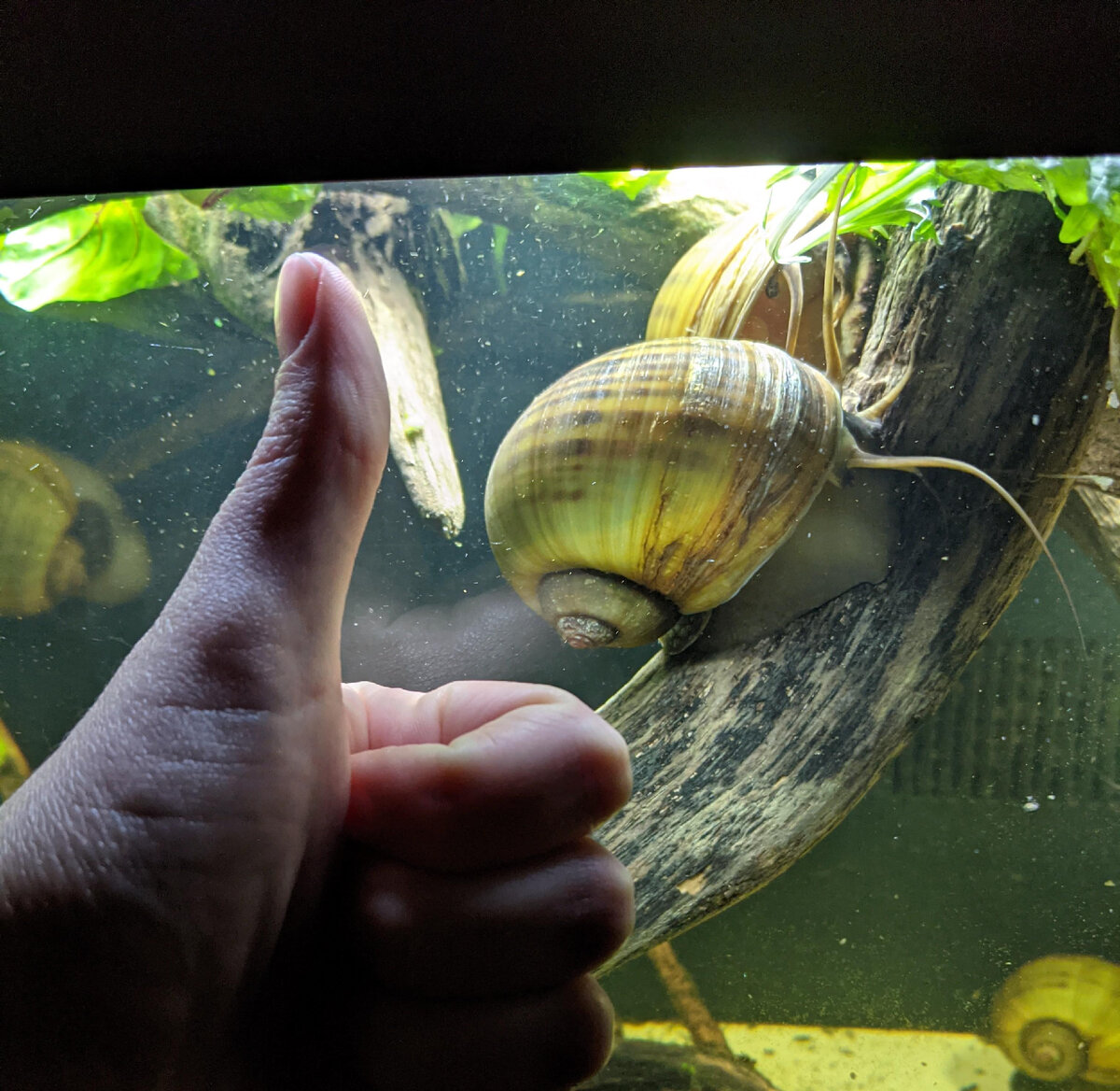 на фото Pomacea canaliculata, она же гавайская яблочная улитка, за жизнью которой пристально наблюдали ученые