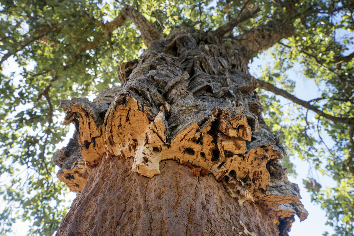 Quercus suber или пробковый дуб, верхний слой коры которого используется для создания сорбирующих материалов и всяких других интересностей