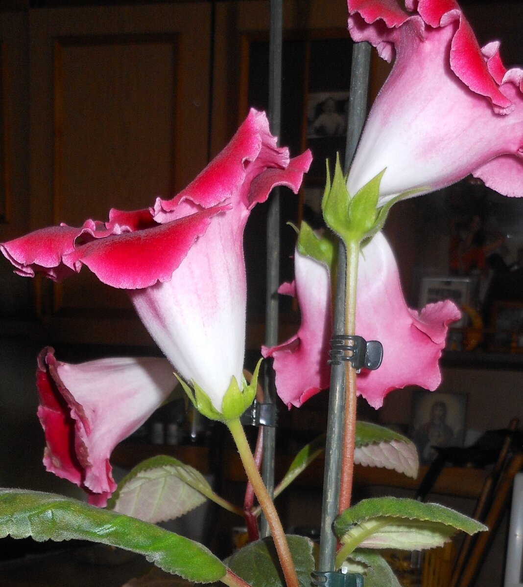 ГЛОКСИНИЯ, ИЗ ЛИЧНЫХ ФОТО АВТОРА ЛИДИИ ШАТИЛОВОЙ