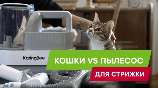 Как подстричь кота в домашних условиях? Обзор набора для стрижки домашних животных KaringBee