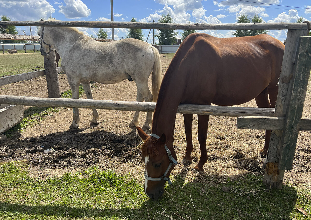    Лошади в группе риска: с некоторыми вакцинами возникли сложности