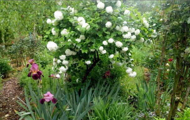 Сегодня, друзья, хочу поделиться фото-материалами, которые прислала подруга из солнечной Франции. В её саду всё цветёт и, конечно, пахнет.