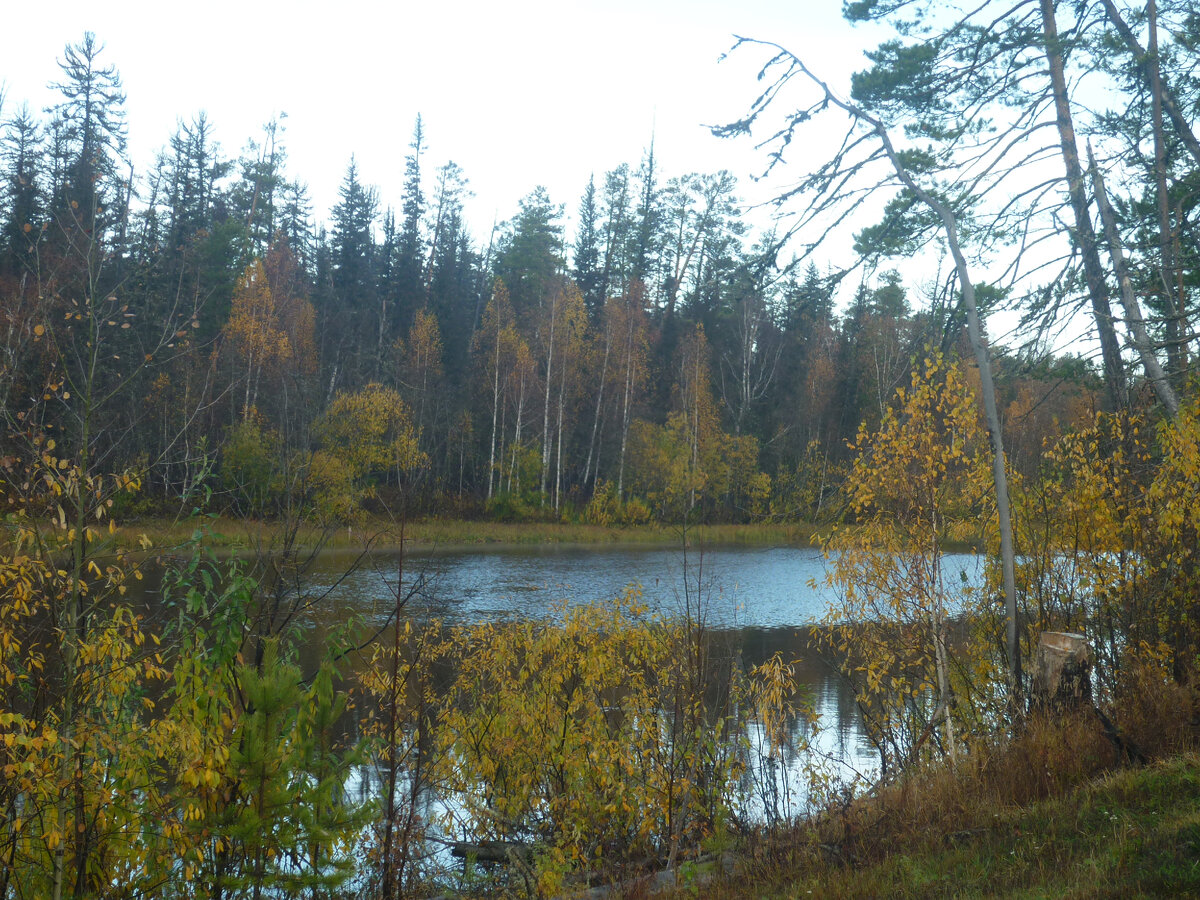 В енисейской тайге