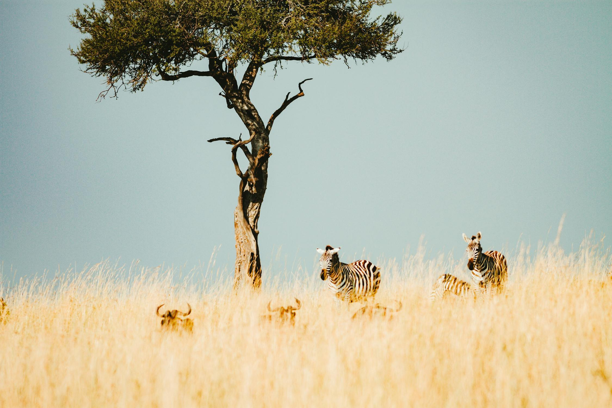 Танзания, Кения, ЮАР, Намибия и Зимбабве — пятёрка ведущих стран Африки для сафари-туров.-4