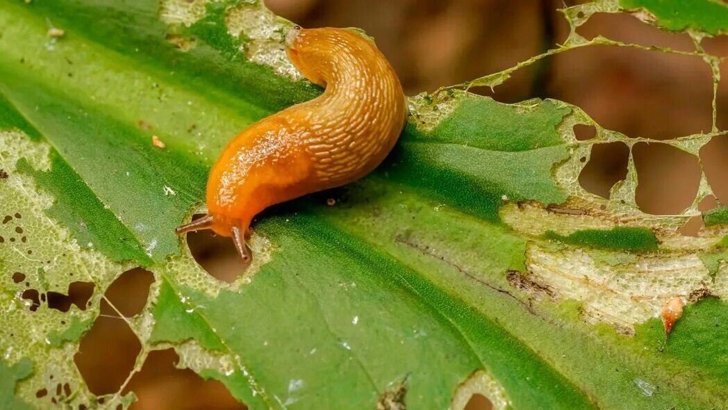 Больше всего насекомые обожают сладкий перец, фасоль, бобы, листья гороха, свеклу, редьку, репу, ботву брюквы, листья салата и абсолютно все виды капусты.