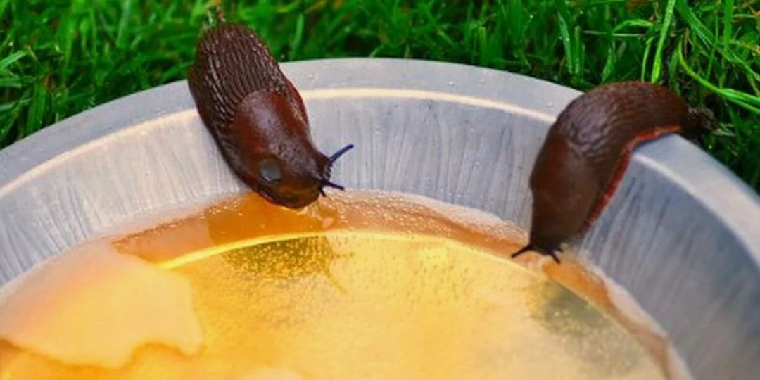 Слизни пропали вместе с дырками на капусте: Нашла 7 способов от них избавиться и все рабочие, делюсь