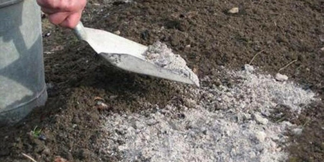 Топ-3 ошибки при добавлении золы на грядки: Растения и почва могут пострадать от такого "удобрения"