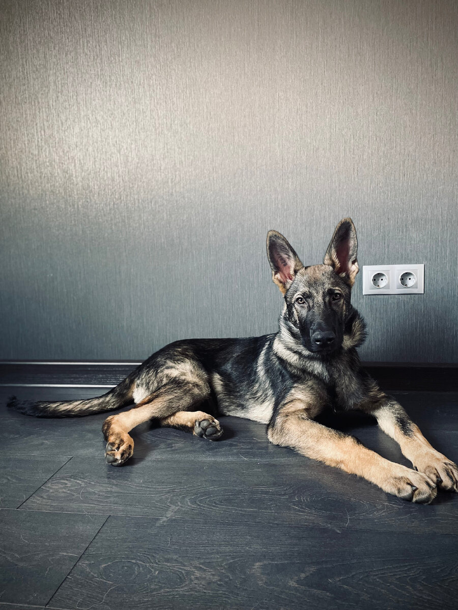 Ичи , 4 месяца