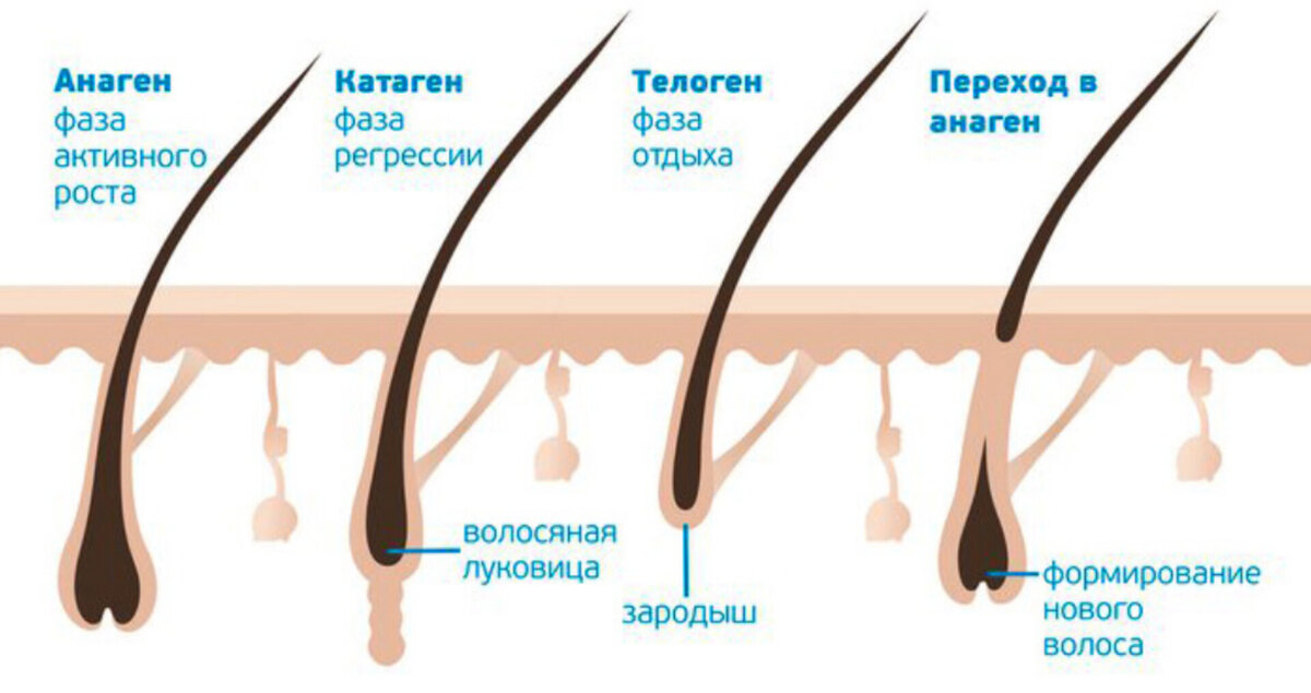 Нельзя длительно находиться в фазе телогена, так как потеря волос может оказаться необратимой.