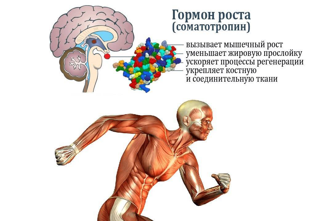 Таким образом если вы ложитесь спать уставшим и поздно, сразу проваливаясь в сон вы препятствуете секреции гормона роста у себя в организме.